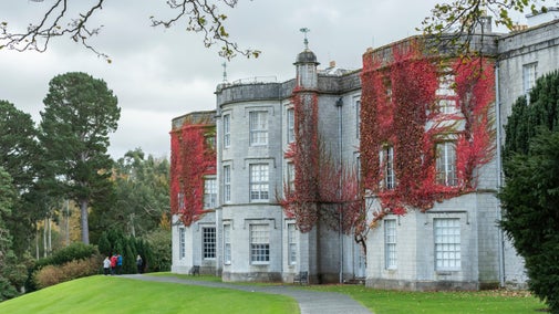 A grey mansion covered in red boston ivy leaves